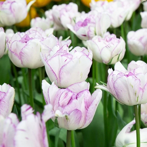 5 Tulipes à fleurs de pivoine Shirley double