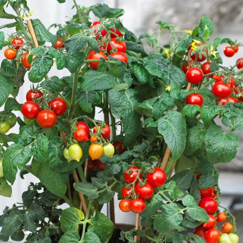 Tomate cerise Coeur d'amour