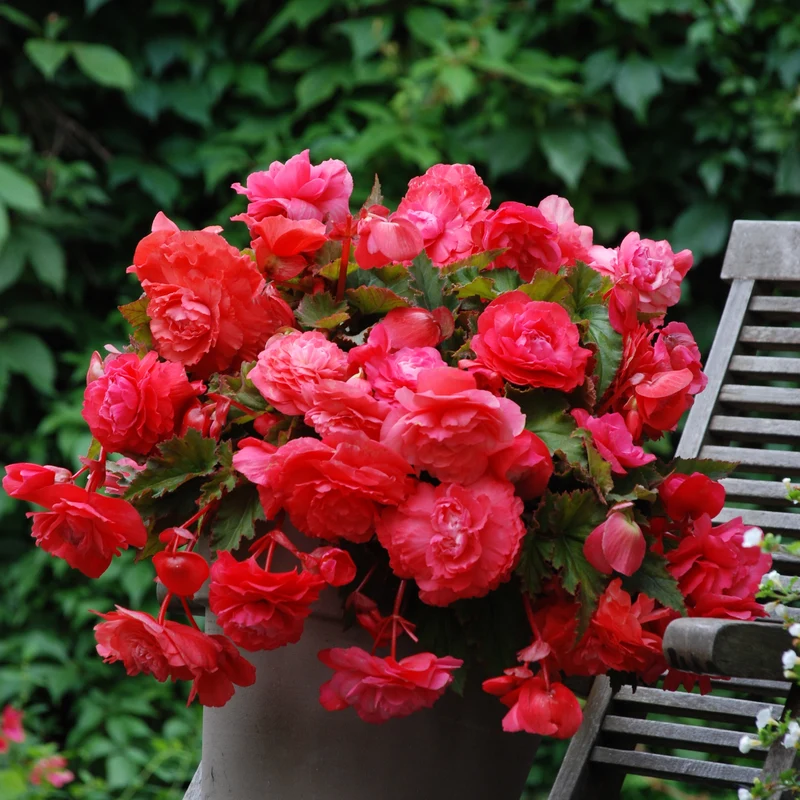 5 Bégonias retombants parfumés Pink delight