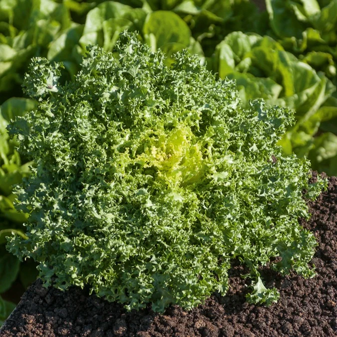 Chicorée frisée De Ruffec