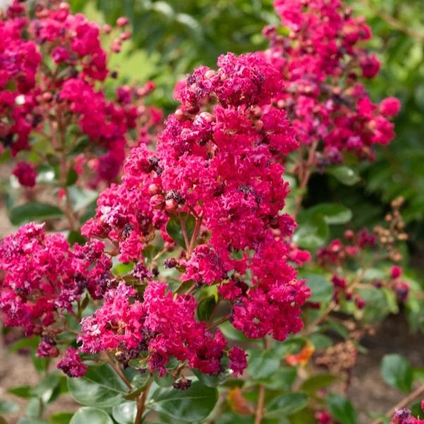 Lilas des Indes Braise d'été ® Indybra
