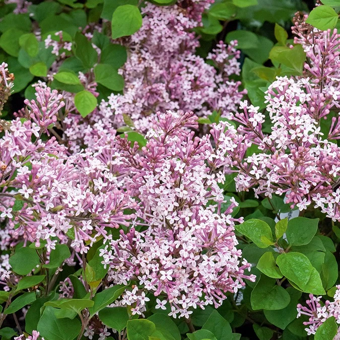Lilas Prince Charmant