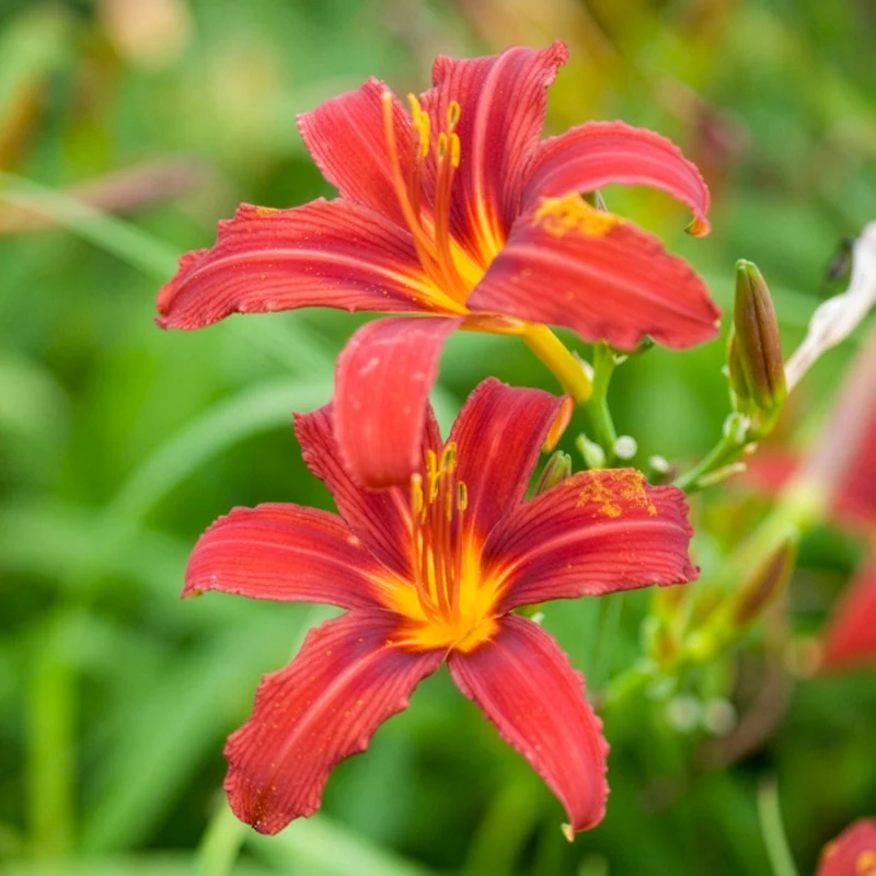Hémérocalle Crimson Pirate