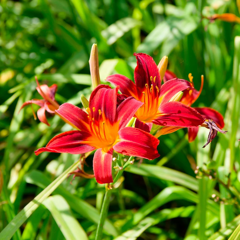 Hémérocalle Crimson Pirate