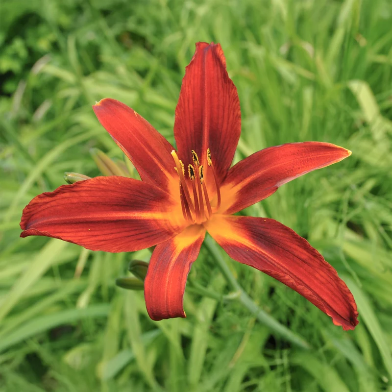 Hémérocalle Crimson Pirate
