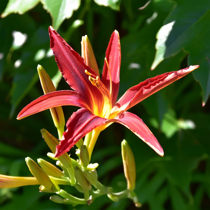 Hémérocalle Crimson Pirate