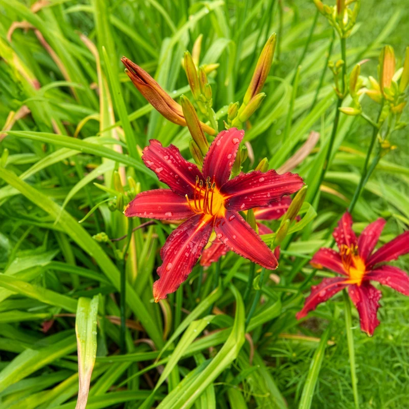 Hémérocalle Crimson Pirate