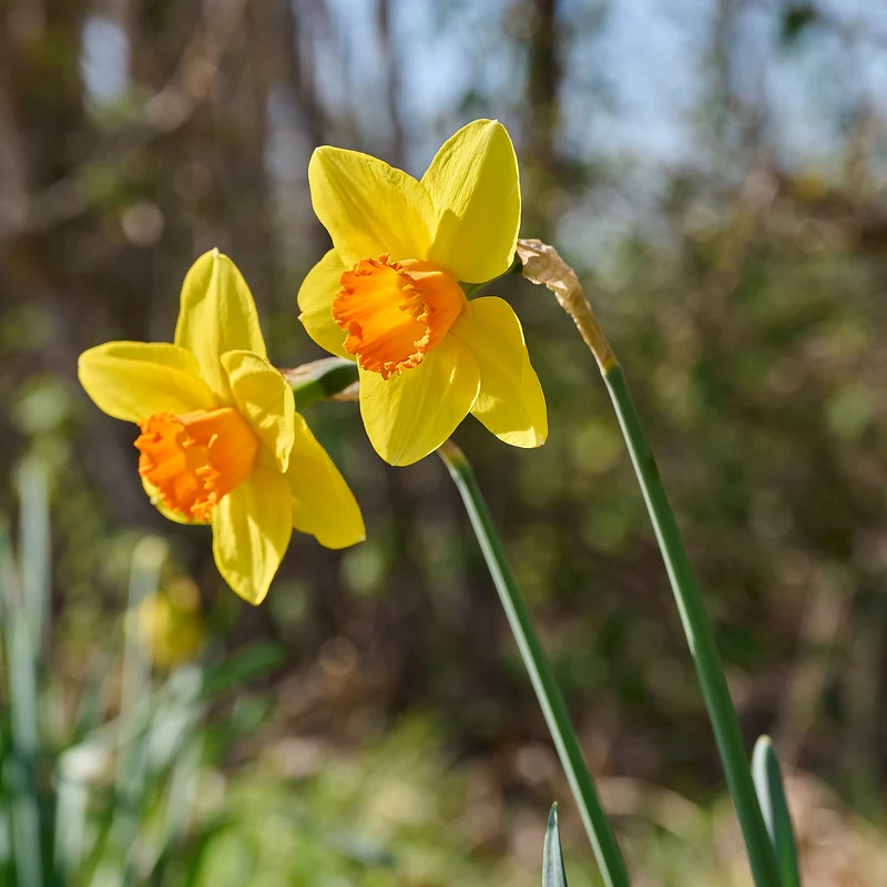 10 Narcisses Fortune