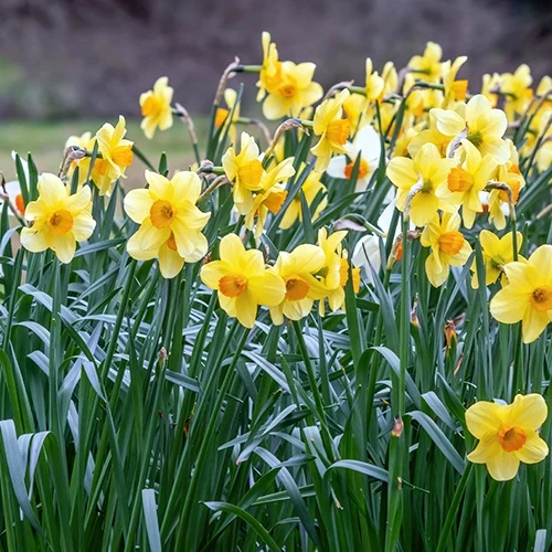 10 Narcisses Fortune