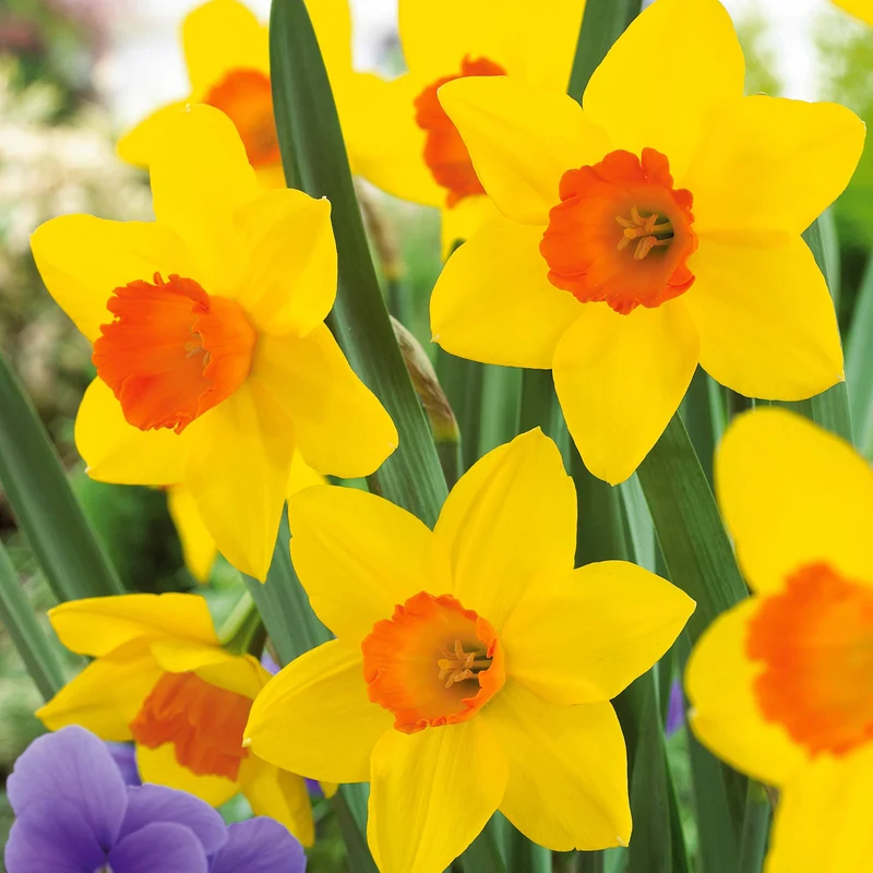 10 Narcisses Fortune