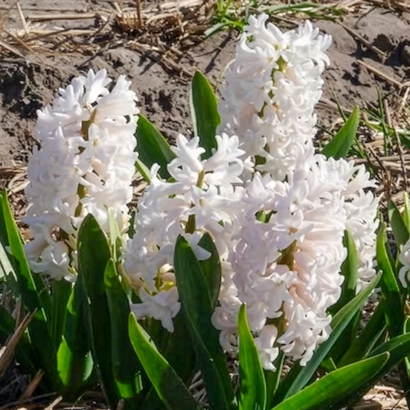 3 Jacinthes blanches
