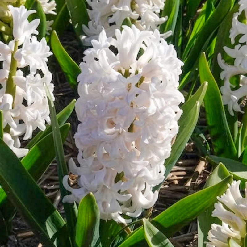 3 Jacinthes blanches