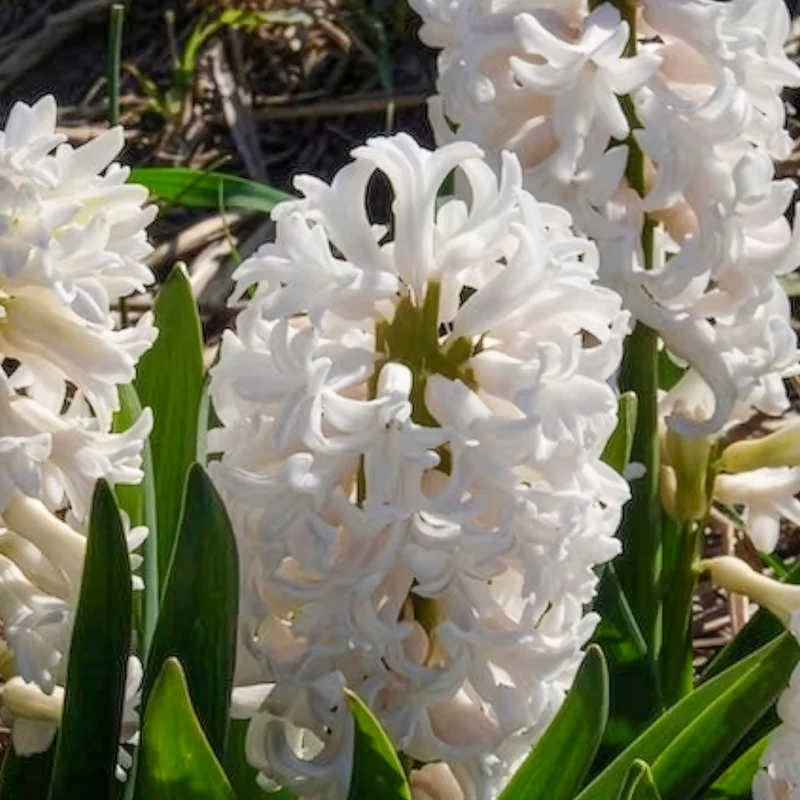 3 Jacinthes blanches