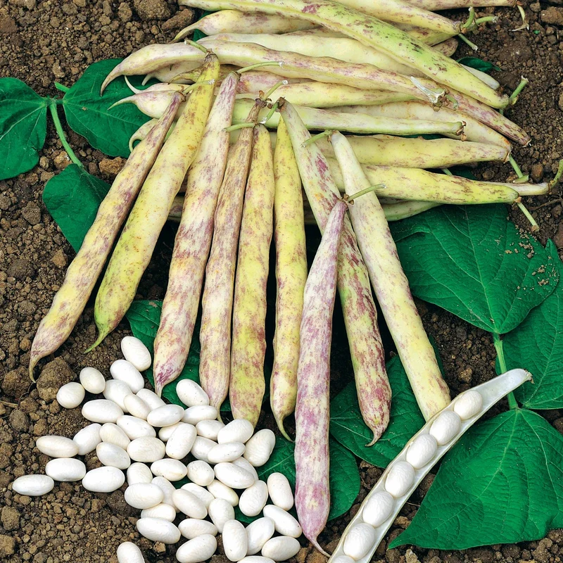 Haricot nain à écosser Cocagne
