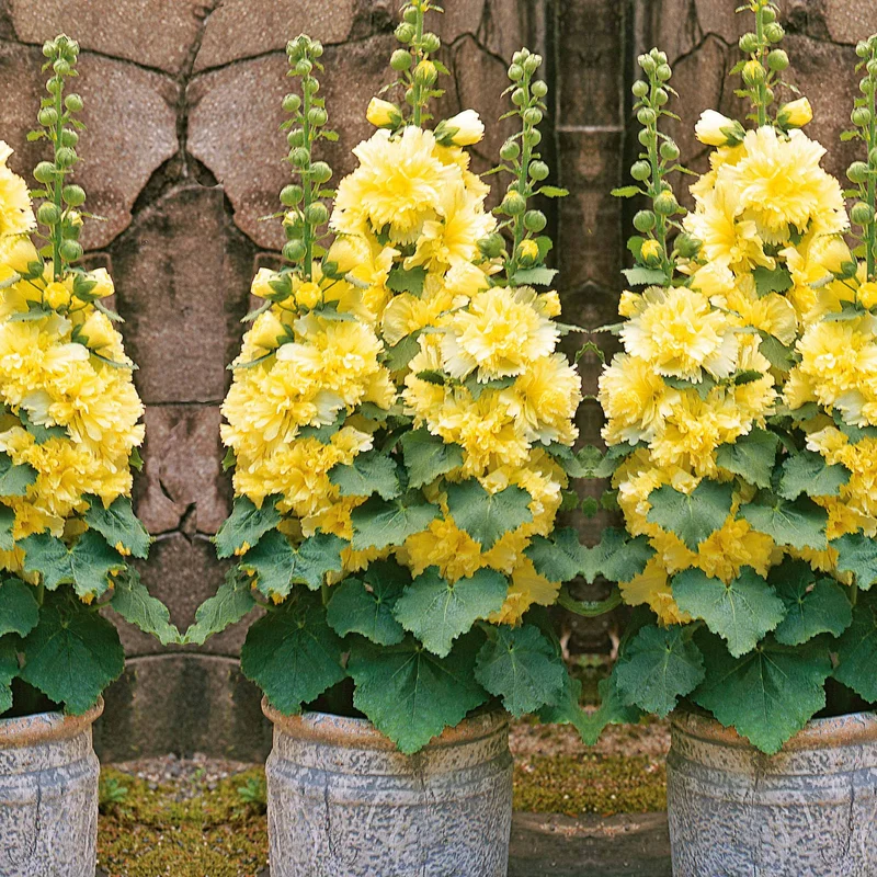 Rose trémière naine jaune