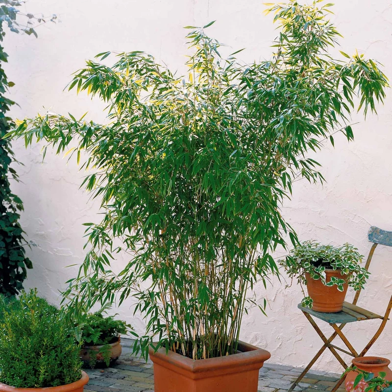 Bambou vert non-traçant
