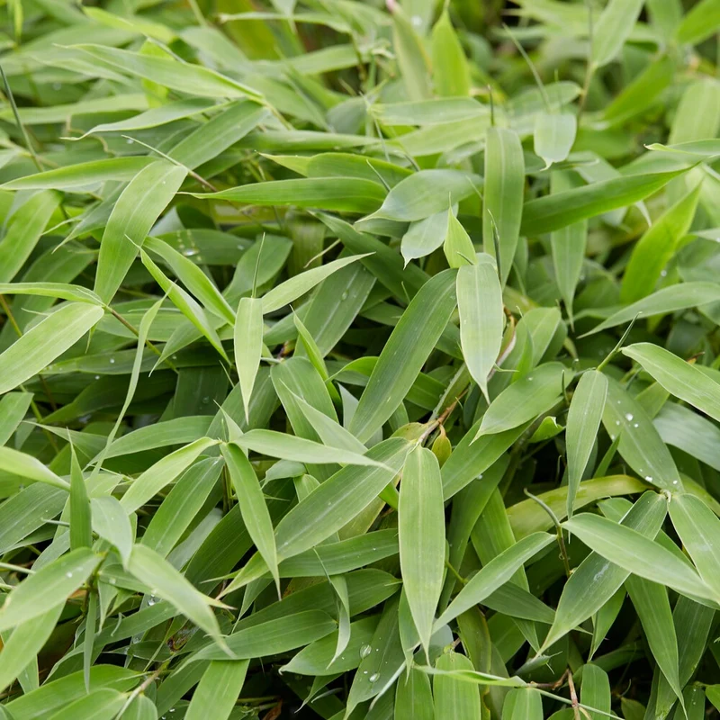 Bambou vert non-traçant
