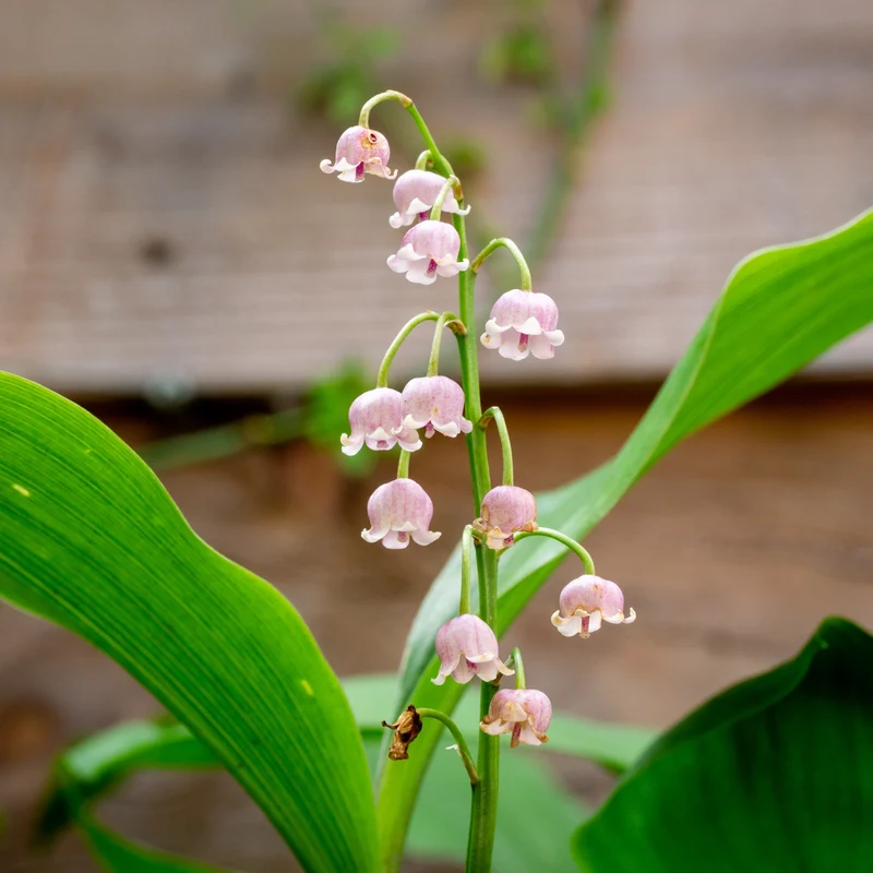 Muguet rose