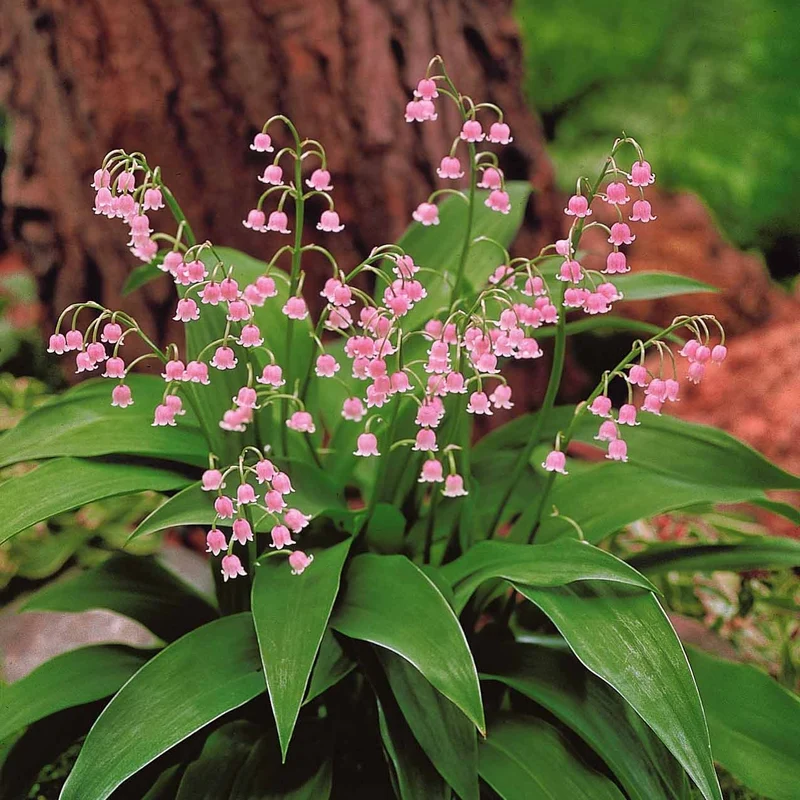 Muguet rose