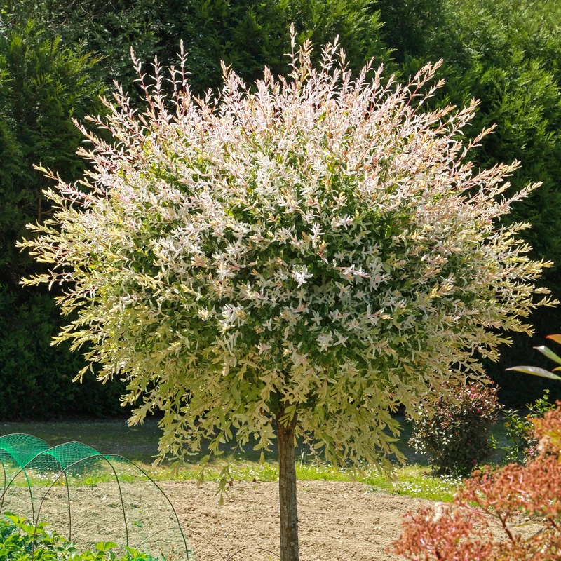 Saule crevette sur tige