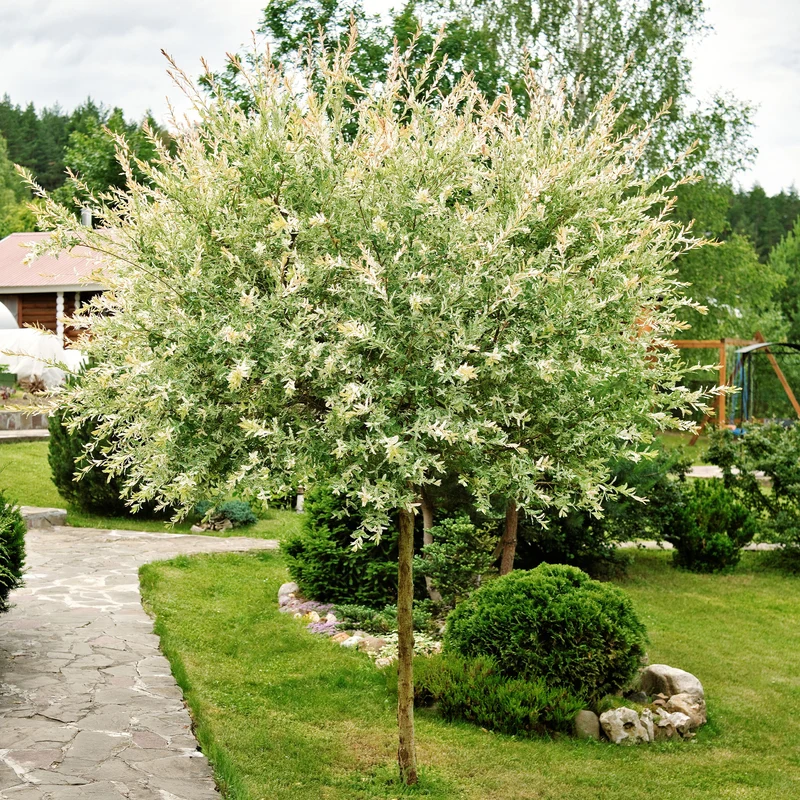 Saule crevette sur tige