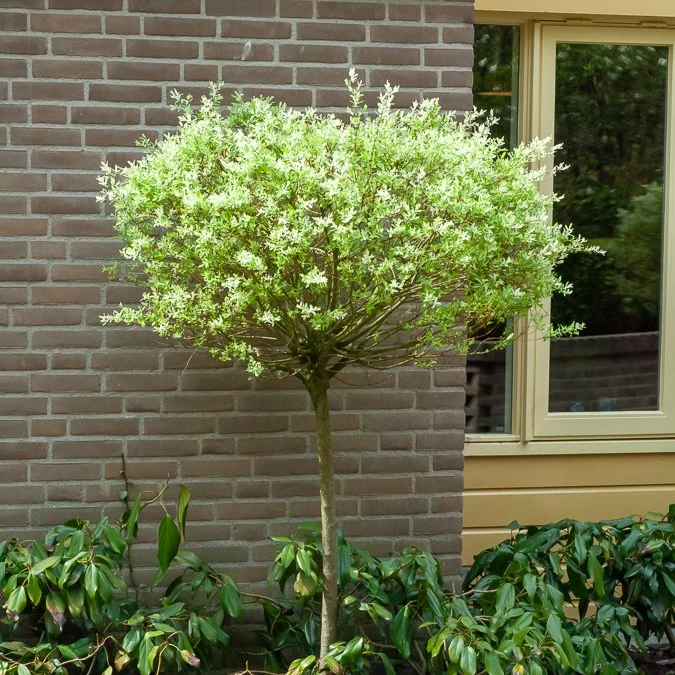 Saule crevette sur tige