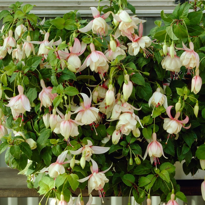 3 Fuchsias résistants au gel Annabel