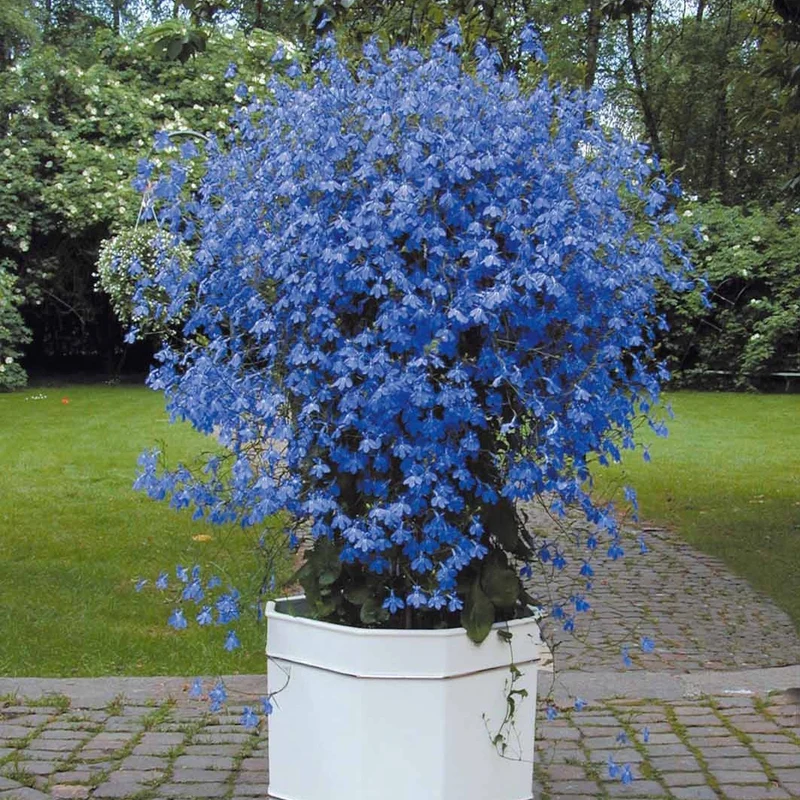 3 Lobelias Azuro