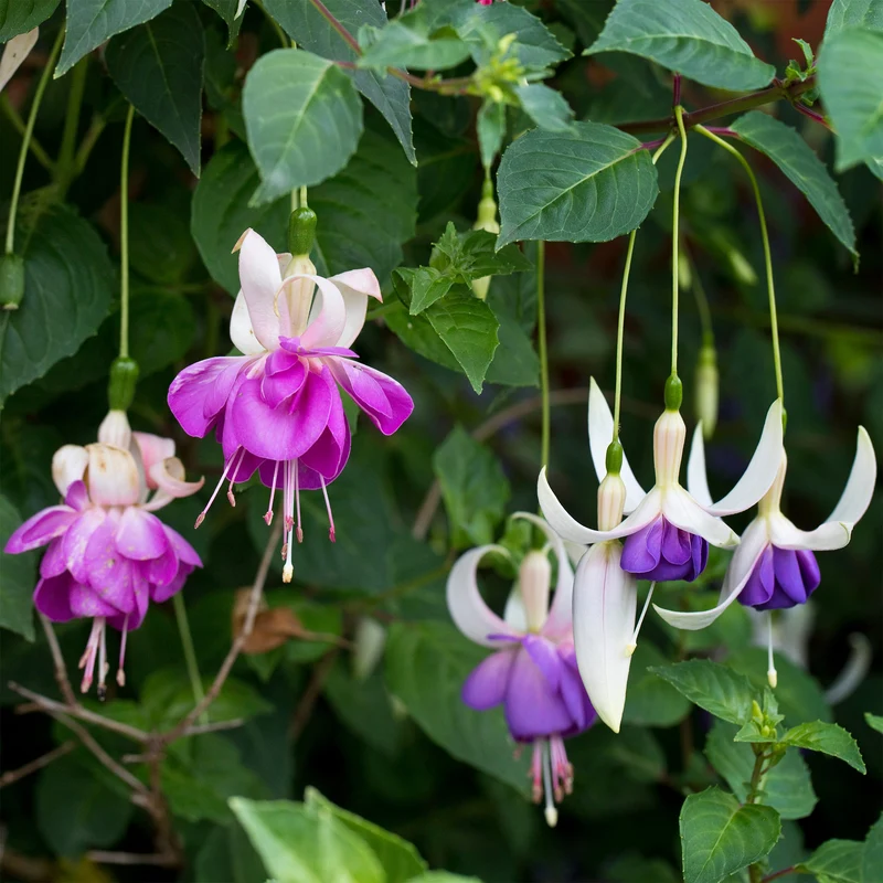 3 Fuchsias résistants au gel Blue Sarah