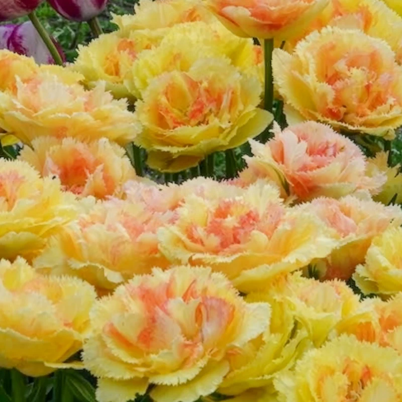 5 Tulipes doubles frangées Vaya con Dios