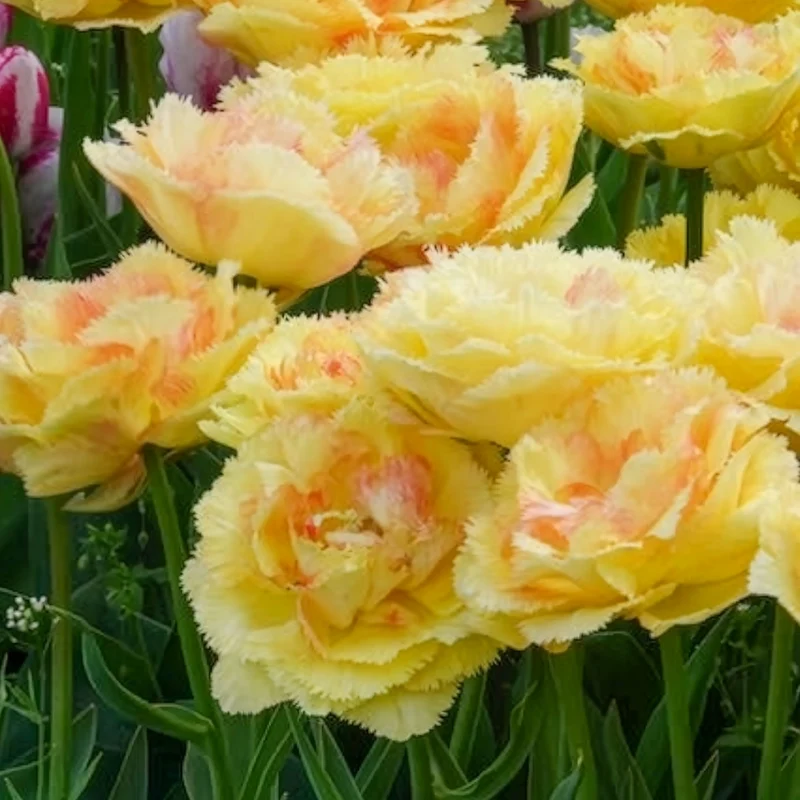 5 Tulipes doubles frangées Vaya con Dios