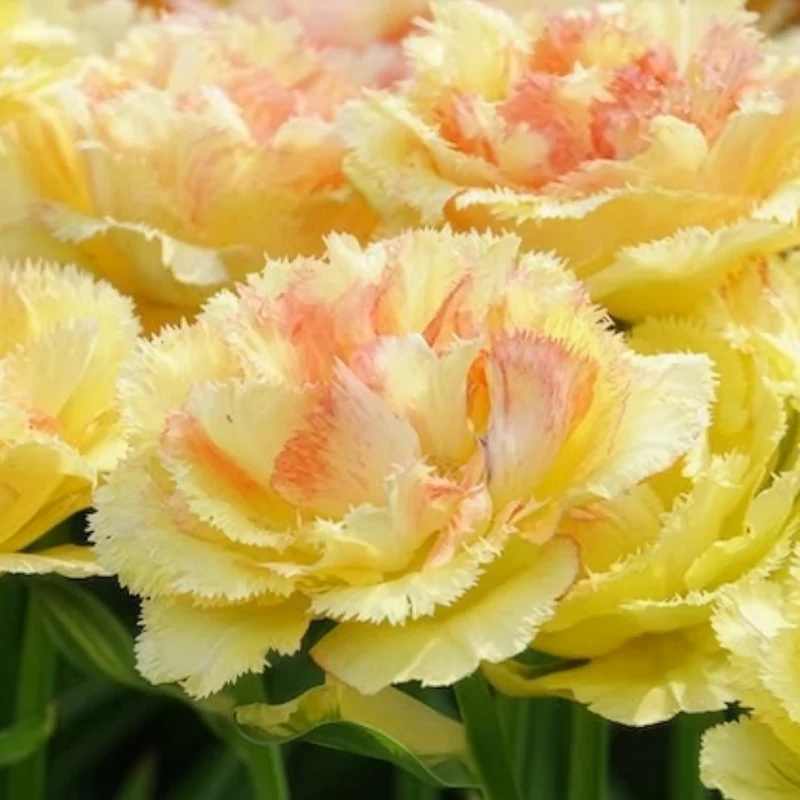 5 Tulipes doubles frangées Vaya con Dios