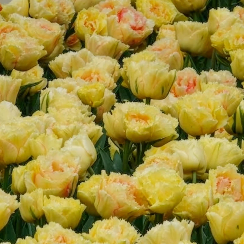 5 Tulipes doubles frangées Vaya con Dios