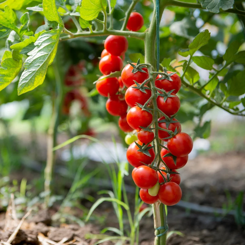 Tomate cerise Sweet baby