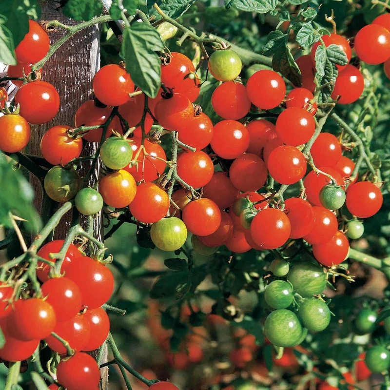 Tomate cerise Sweet baby