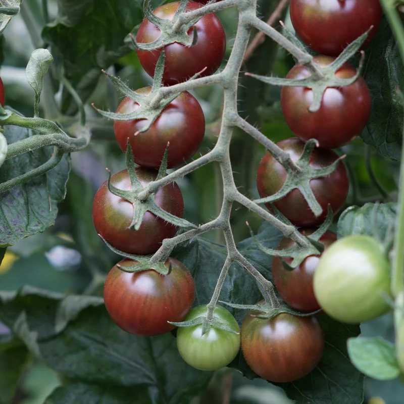 Tomate cerise Sweet baby