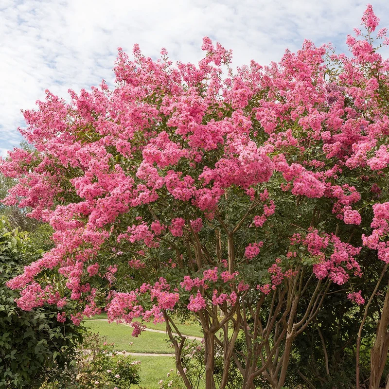 Lilas des Indes rose