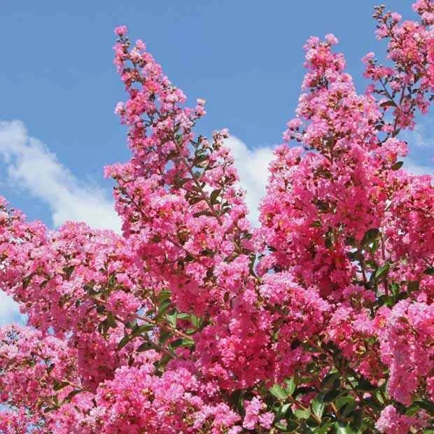 Lilas des Indes rose