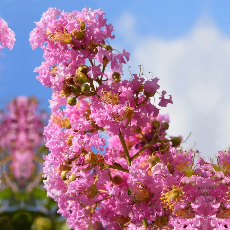 Lilas des Indes rose