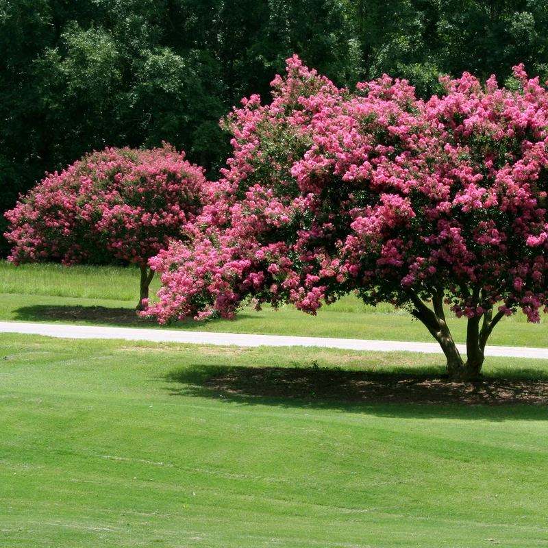 Lilas des Indes rose