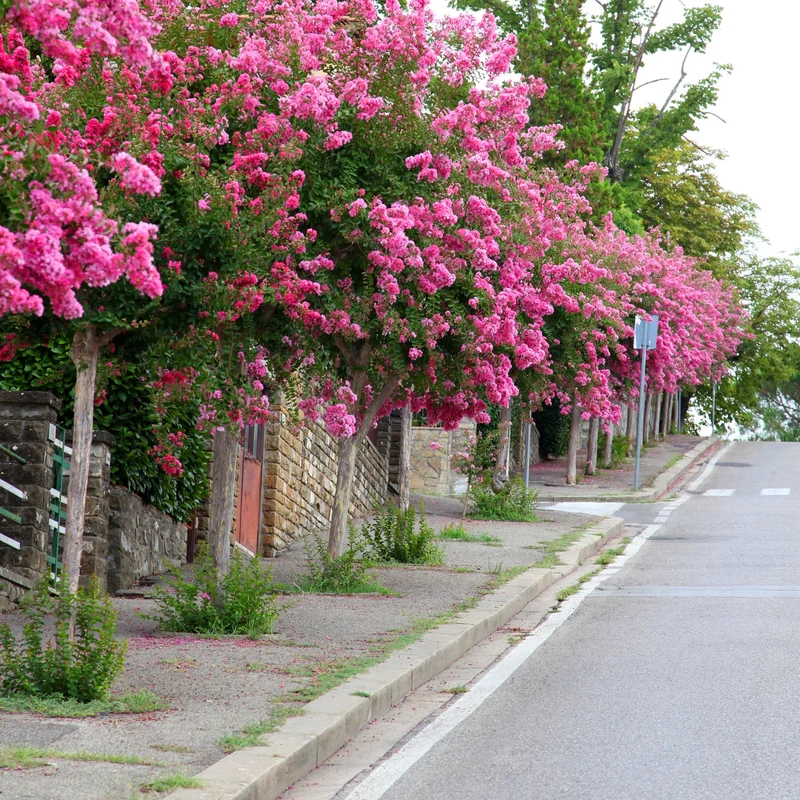 Lilas des Indes rose