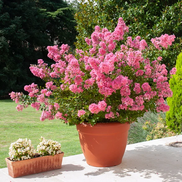 Lilas des Indes rose