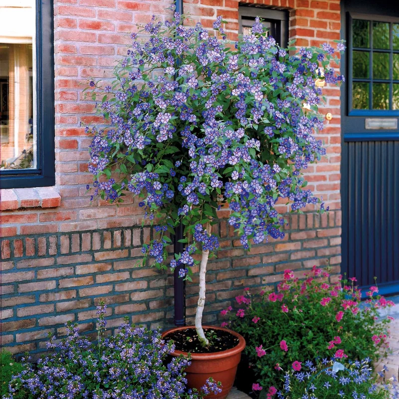 Arbre aux gentianes