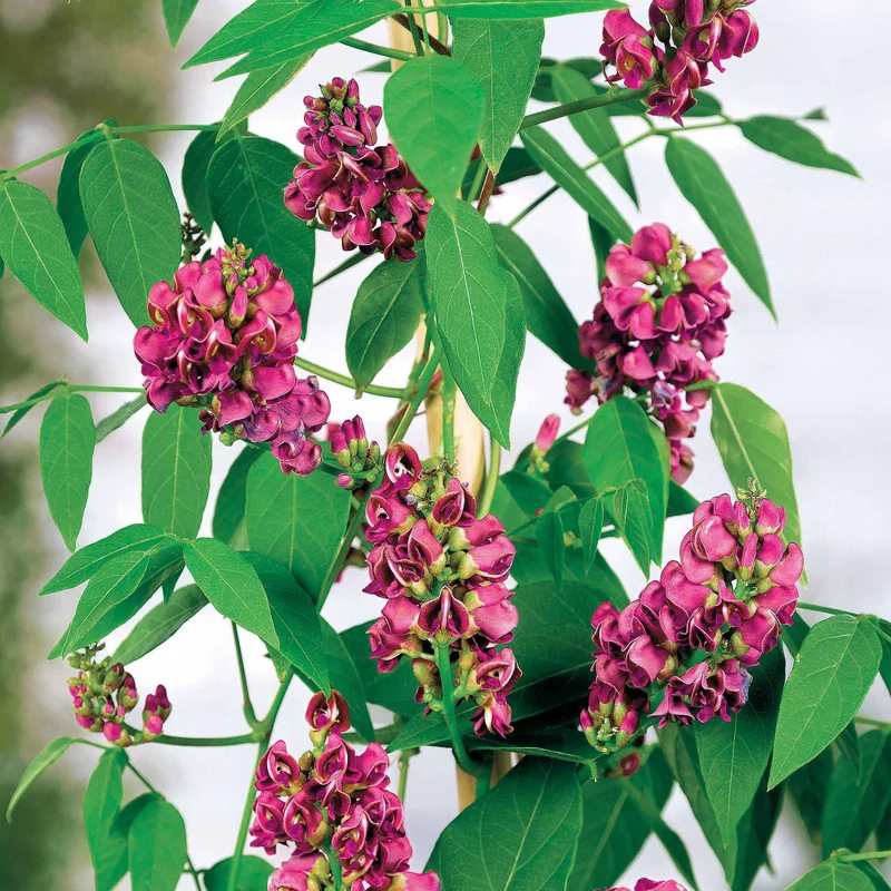 Glycine tubéreuse