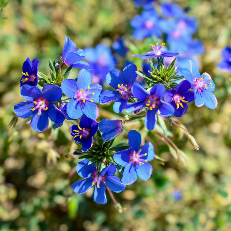 Gentiane bleue