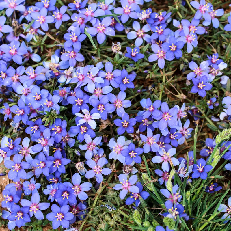 Gentiane bleue