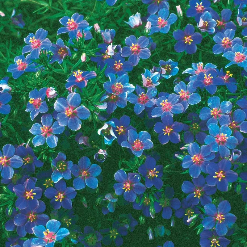 Gentiane bleue