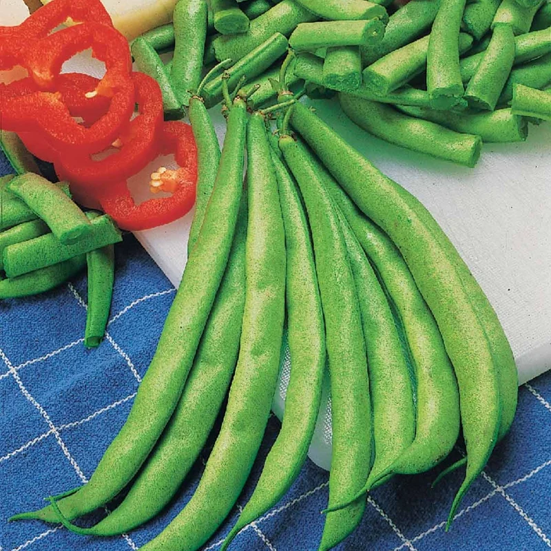 Haricot nain mangetout Contender