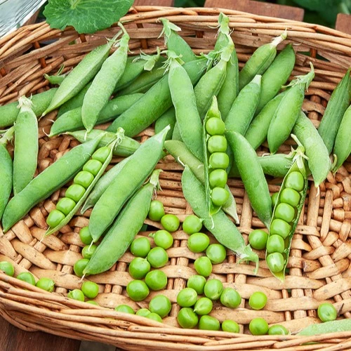 Pois rond nain Douce Provence