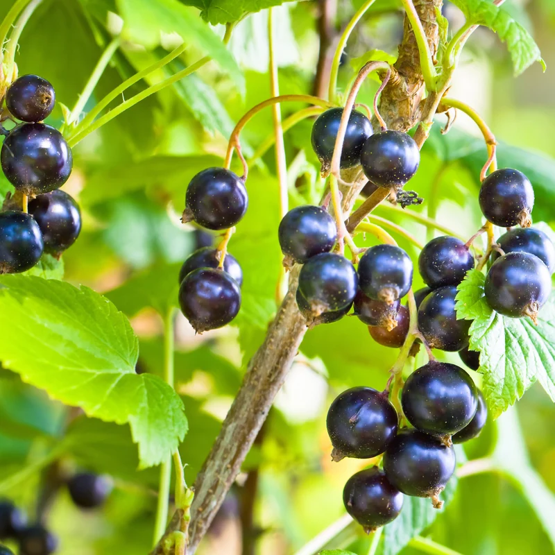 Cassissier à gros fruits Andega